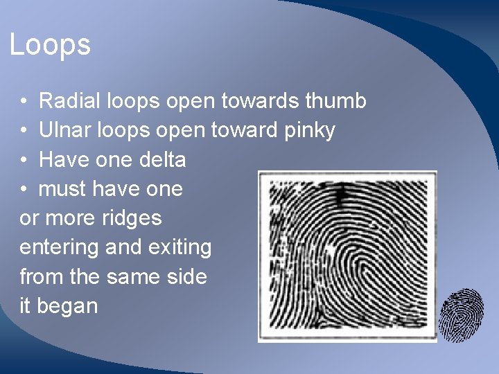 Loops • Radial loops open towards thumb • Ulnar loops open toward pinky •