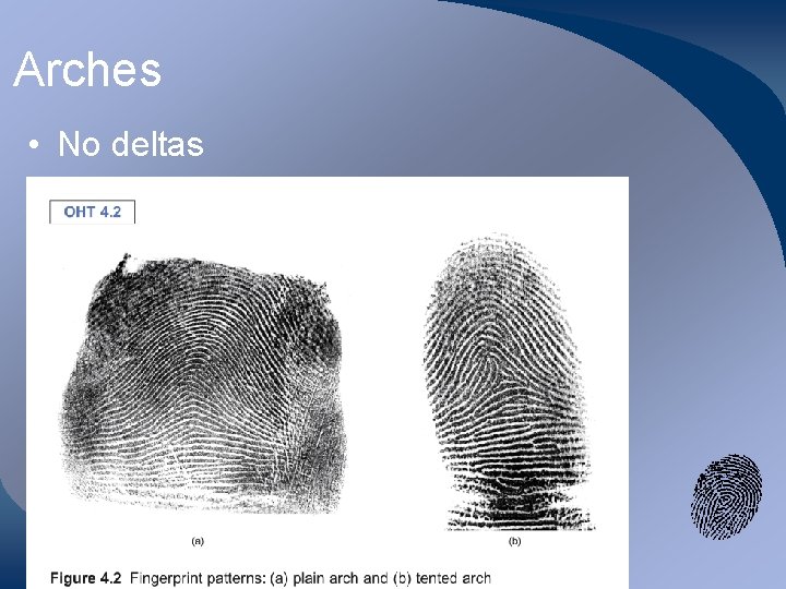 Arches • No deltas 