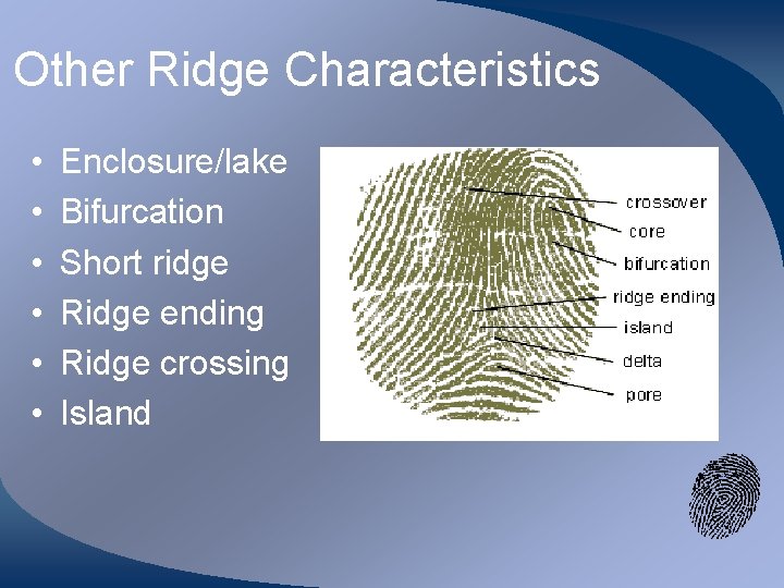 Other Ridge Characteristics • • • Enclosure/lake Bifurcation Short ridge Ridge ending Ridge crossing