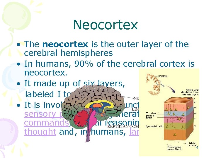 Neocortex • The neocortex is the outer layer of the cerebral hemispheres • In Neocortex • The neocortex is the outer layer of the cerebral hemispheres • In