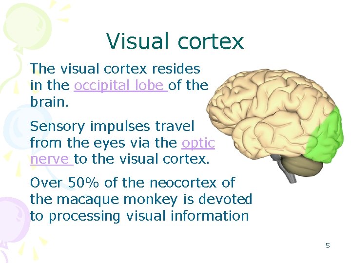 Visual cortex The visual cortex resides in the occipital lobe of the brain. Sensory Visual cortex The visual cortex resides in the occipital lobe of the brain. Sensory