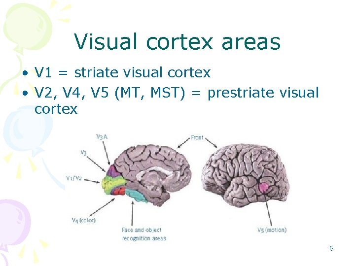 Visual cortex areas • V 1 = striate visual cortex • V 2, V Visual cortex areas • V 1 = striate visual cortex • V 2, V