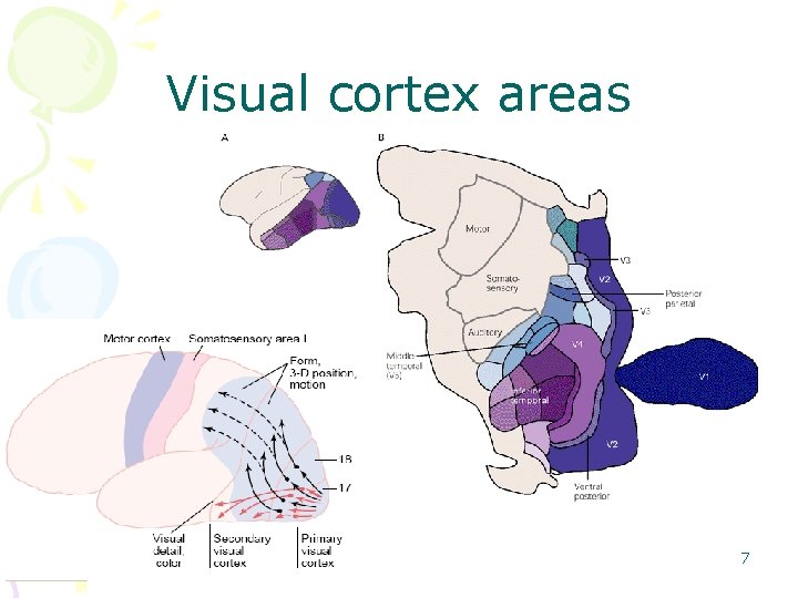 Visual cortex areas 7 Visual cortex areas 7