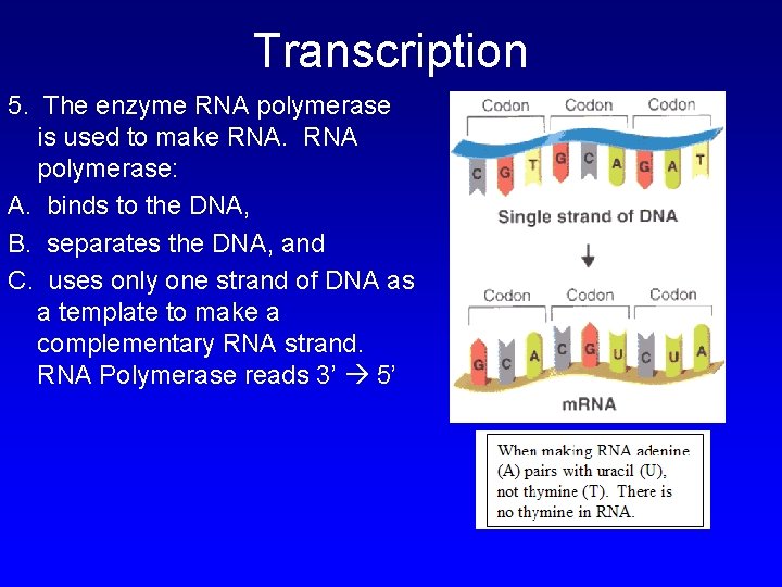 Chapter 12 3 RNA and Protein Synthesis What
