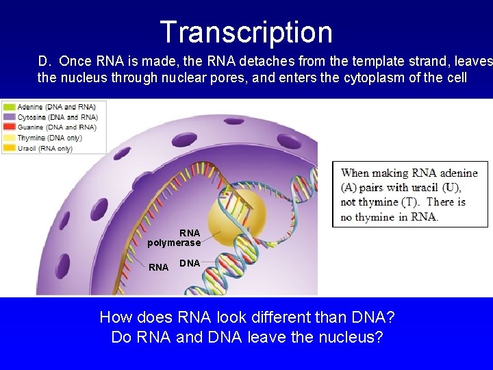 Chapter 12 3 RNA and Protein Synthesis What