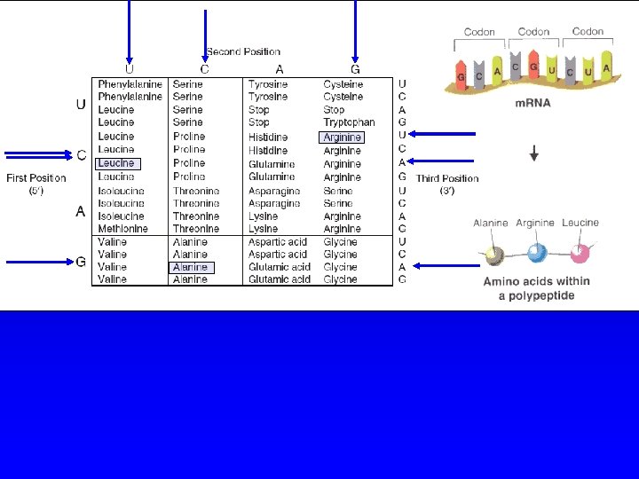 Chapter 12 3 RNA and Protein Synthesis What