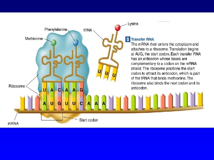 Chapter 12 3 RNA and Protein Synthesis What