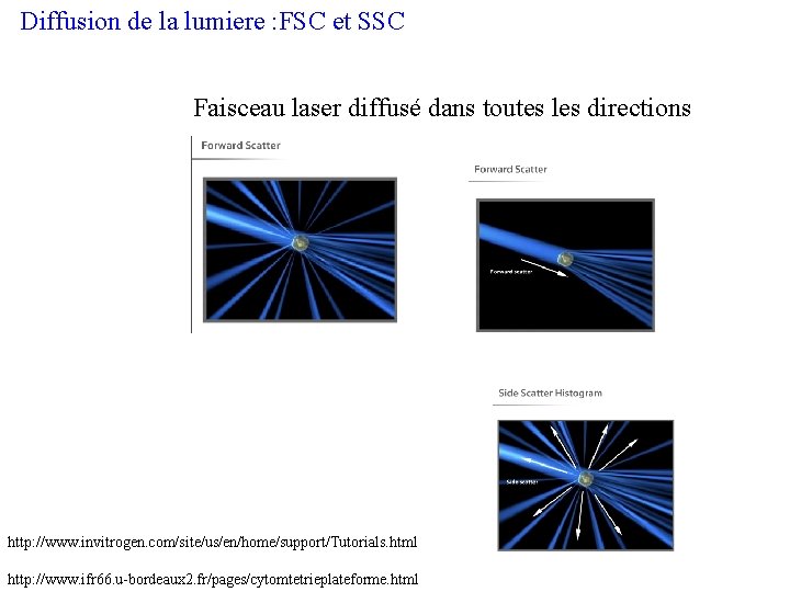 Diffusion de la lumiere : FSC et SSC Faisceau laser diffusé dans toutes les
