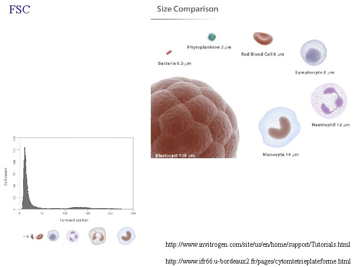 FSC http: //www. invitrogen. com/site/us/en/home/support/Tutorials. html http: //www. ifr 66. u-bordeaux 2. fr/pages/cytomtetrieplateforme. html