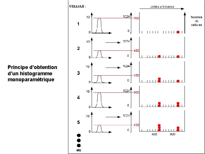 Principe d’obtention d’un histogramme monoparamétrique 
