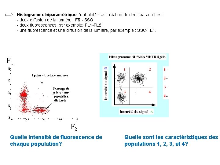 Histogramme biparamétrique: "dot-plot" = association de deux paramètres : - deux diffusion de la