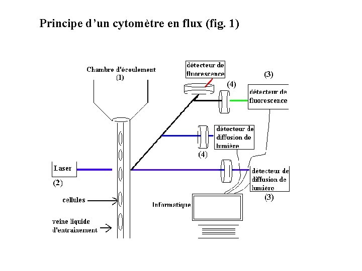 Principe d’un cytomètre en flux (fig. 1) 