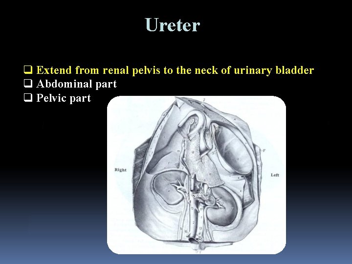 Ureter q Extend from renal pelvis to the neck of urinary bladder q Abdominal