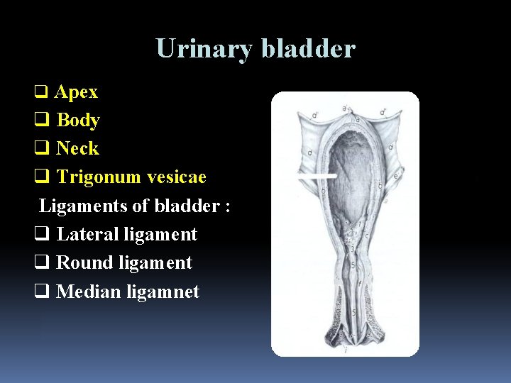 Urinary bladder q Apex q Body q Neck q Trigonum vesicae Ligaments of bladder