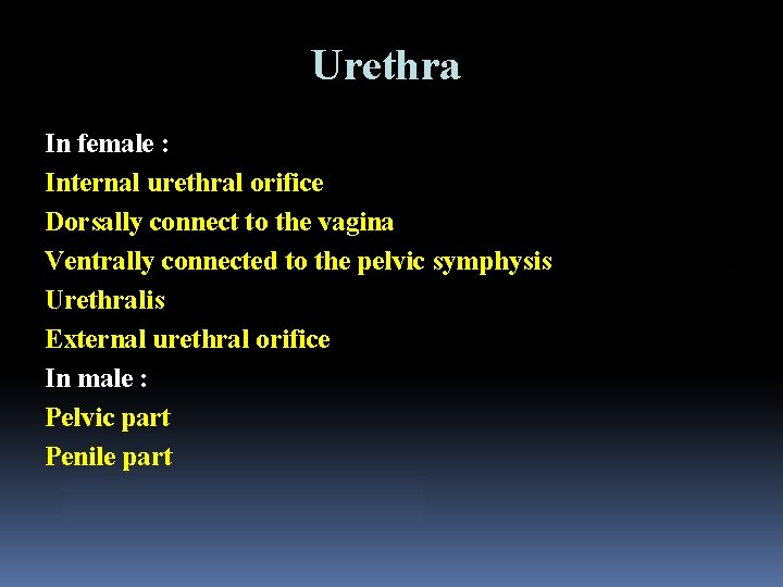 Urethra In female : Internal urethral orifice Dorsally connect to the vagina Ventrally connected