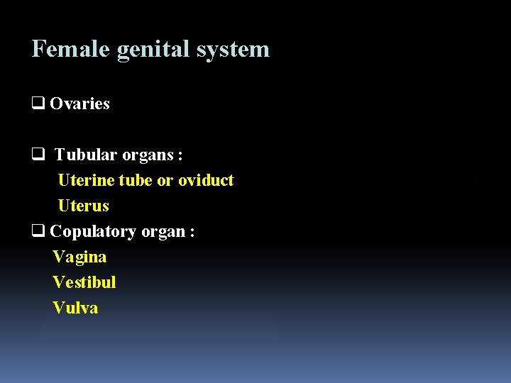 Female genital system q Ovaries q Tubular organs : Uterine tube or oviduct Uterus