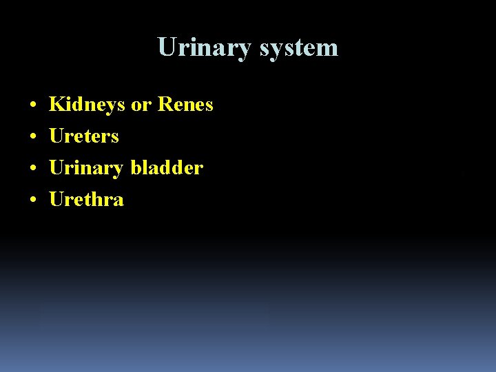 Urinary system • • Kidneys or Renes Ureters Urinary bladder Urethra 