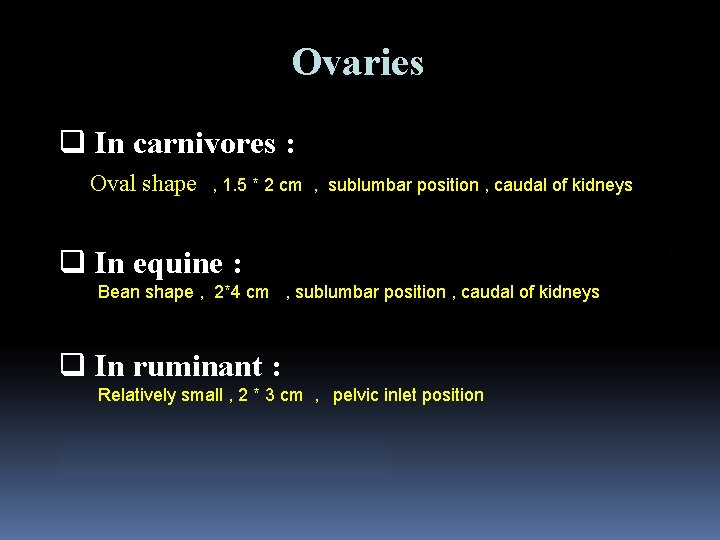 Ovaries q In carnivores : Oval shape : , 1. 5 * 2 cm