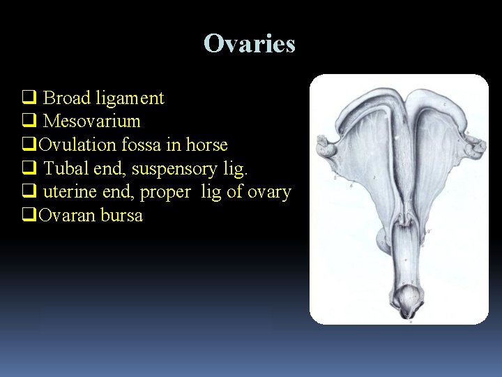 Ovaries q Broad ligament q Mesovarium q. Ovulation fossa in horse q Tubal end,