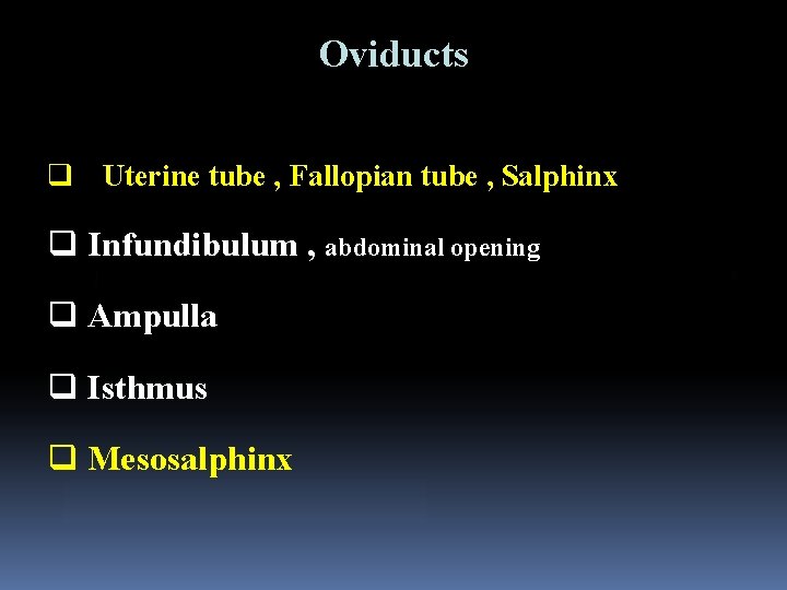 Oviducts q Uterine tube , Fallopian tube , Salphinx q Infundibulum , abdominal opening