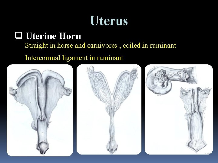 Uterus q Uterine Horn Straight in horse and carnivores , coiled in ruminant Intercornual