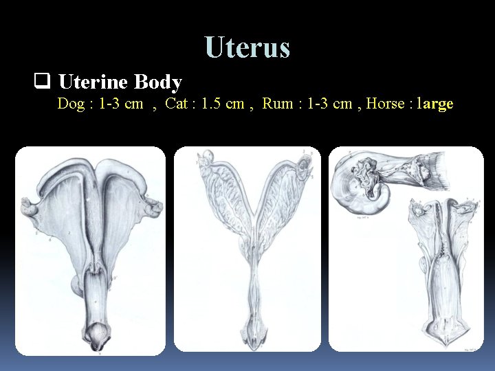 Uterus q Uterine Body Dog : 1 -3 cm , Cat : 1. 5