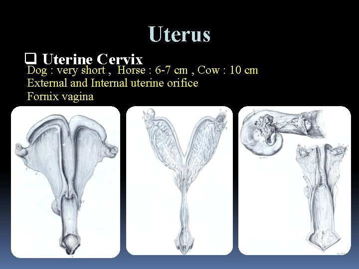 Uterus q Uterine Cervix Dog : very short , Horse : 6 -7 cm