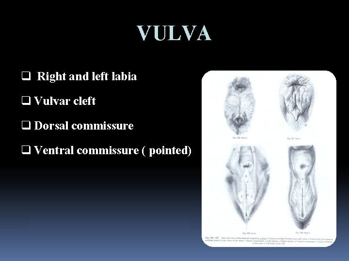 VULVA q Right and left labia q Vulvar cleft q Dorsal commissure q Ventral