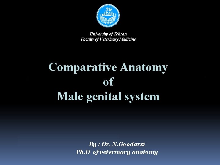 University of Tehran Faculty of Veterinary Medicine Comparative Anatomy of Male genital system By