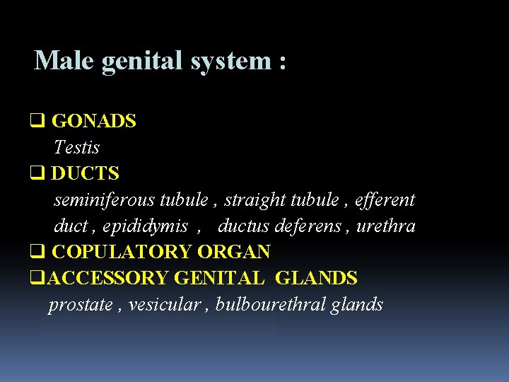 Male genital system : q GONADS Testis q DUCTS seminiferous tubule , straight tubule
