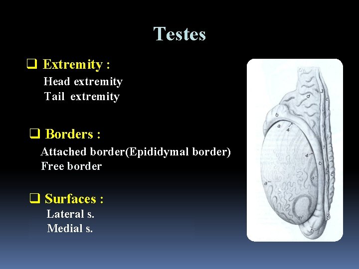 Testes q Extremity : Head extremity Tail extremity q Borders : Attached border(Epididymal border)