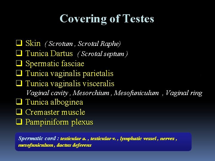 Covering of Testes q Skin ( Scrotum , Scrotal Raphe) q Tunica Dartus (