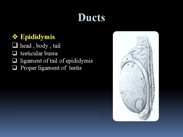 Ducts v Epididymis q head , body , tail q testicular bursa q ligament