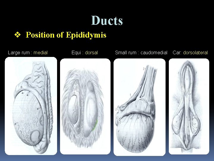 Ducts v Position of Epididymis Large rum : medial Equi : dorsal Small rum