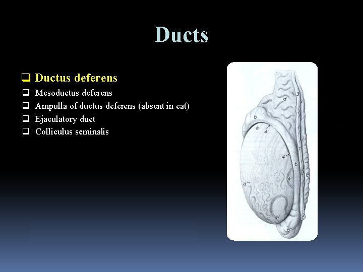 Ducts q Ductus deferens q q Mesoductus deferens Ampulla of ductus deferens (absent in
