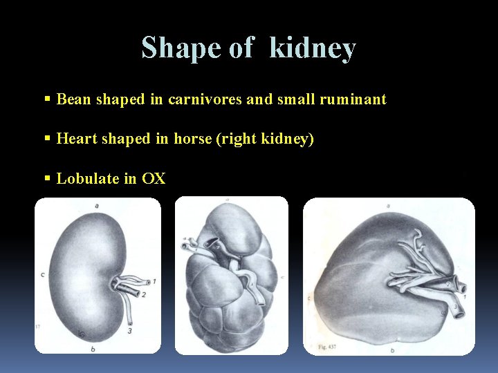 Shape of kidney § Bean shaped in carnivores and small ruminant § Heart shaped