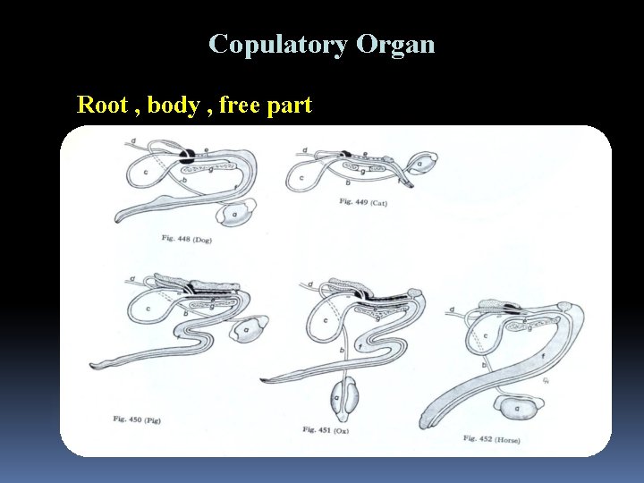 Copulatory Organ Root , body , free part 