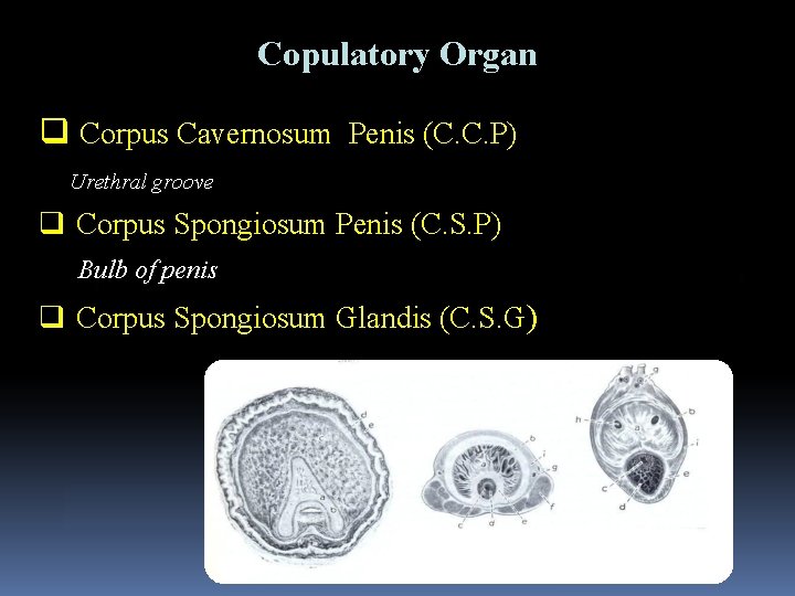 Copulatory Organ q Corpus Cavernosum Penis (C. C. P) Urethral groove q Corpus Spongiosum