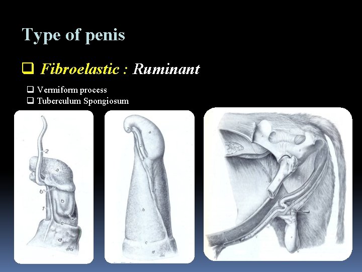 Type of penis q Fibroelastic : Ruminant q Vermiform process q Tuberculum Spongiosum 