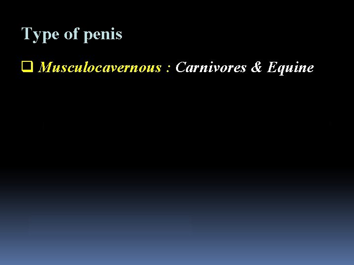 Type of penis q Musculocavernous : Carnivores & Equine 