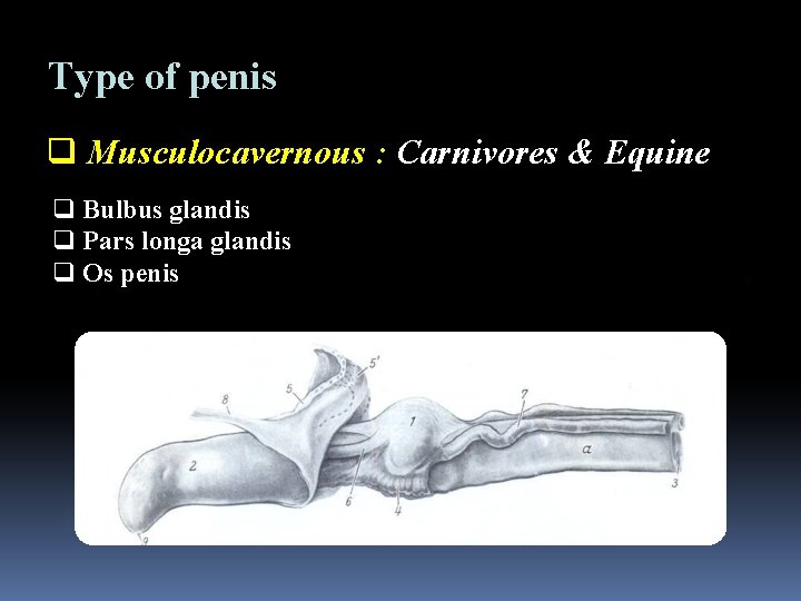 Type of penis q Musculocavernous : Carnivores & Equine q Bulbus glandis q Pars