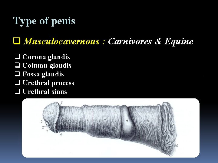 Type of penis q Musculocavernous : Carnivores & Equine q Corona glandis q Column