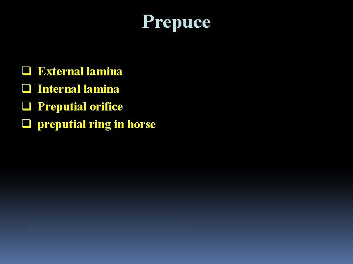 Prepuce q q External lamina Internal lamina Preputial orifice preputial ring in horse 