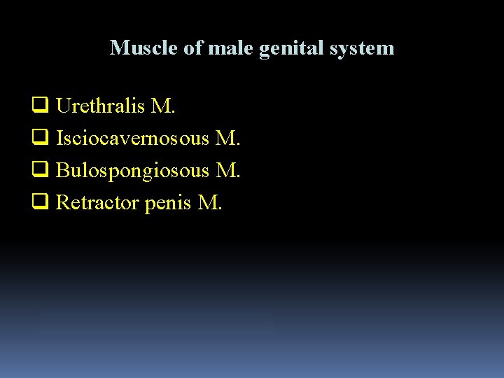 Muscle of male genital system q Urethralis M. q Isciocavernosous M. q Bulospongiosous M.