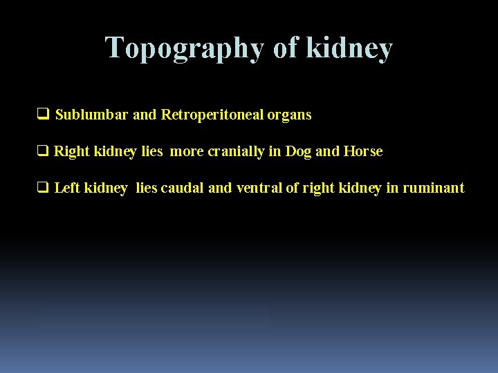 Topography of kidney q Sublumbar and Retroperitoneal organs q Right kidney lies more cranially