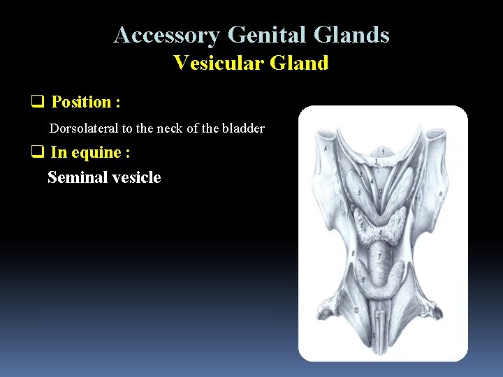 Accessory Genital Glands Vesicular Gland q Position : Dorsolateral to the neck of the