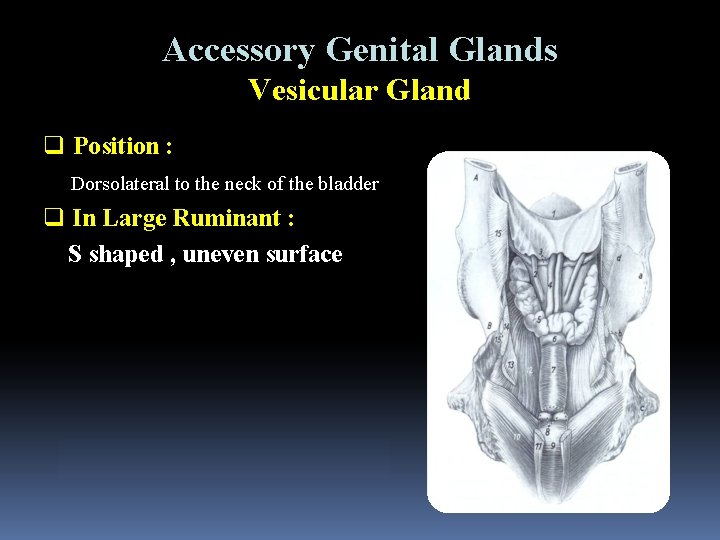 Accessory Genital Glands Vesicular Gland q Position : Dorsolateral to the neck of the