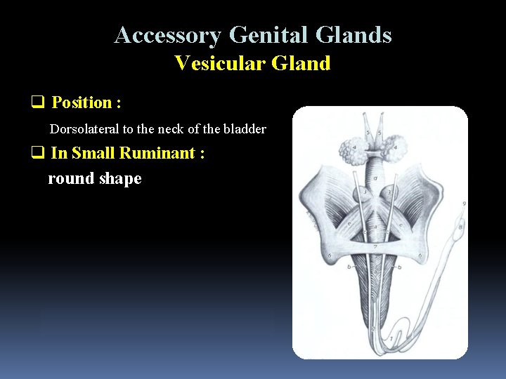 Accessory Genital Glands Vesicular Gland q Position : Dorsolateral to the neck of the