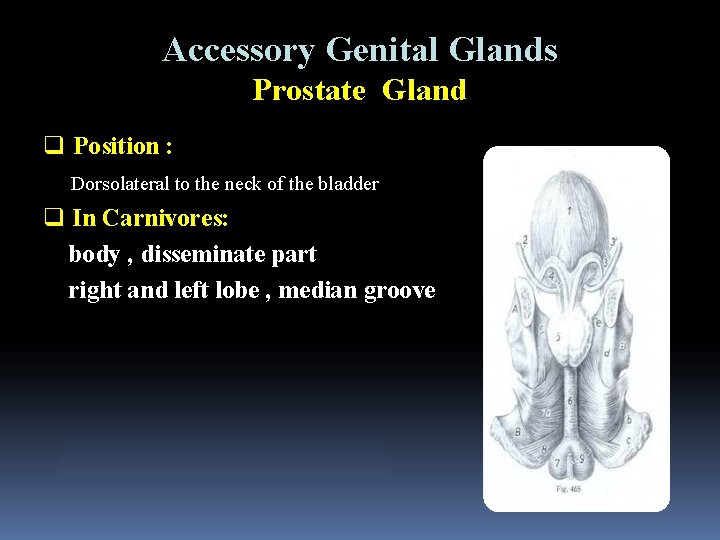 Accessory Genital Glands Prostate Gland q Position : Dorsolateral to the neck of the