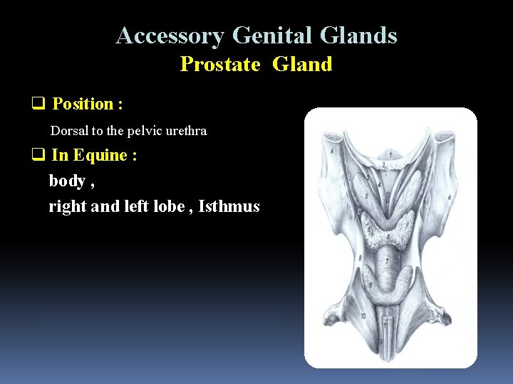 Accessory Genital Glands Prostate Gland q Position : Dorsal to the pelvic urethra q